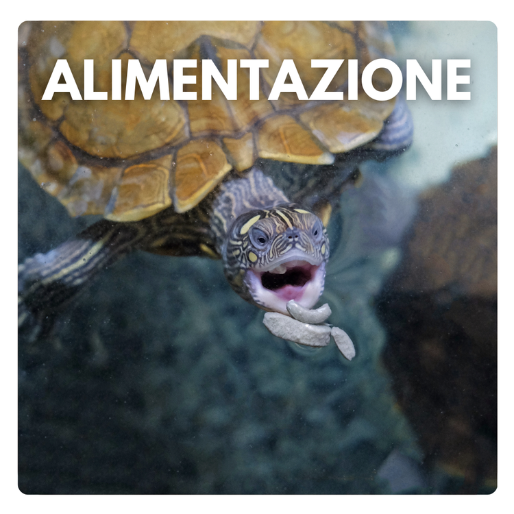 Alimentazione tartarughe d'acqua