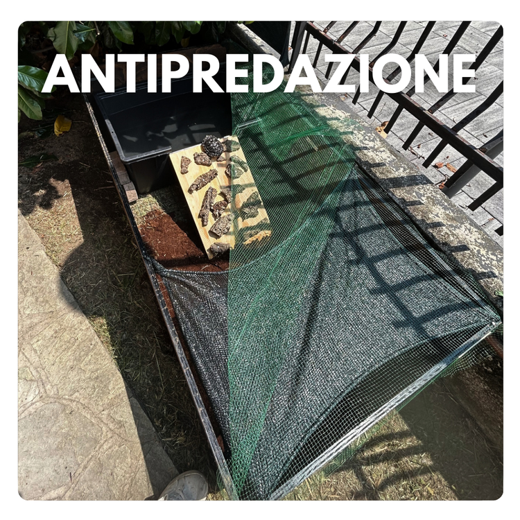 Antipredazione tartarughe e fuga