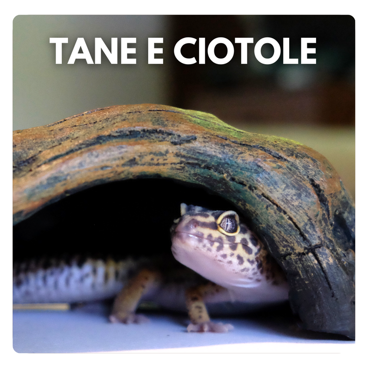 Tane e ciotole per gechi