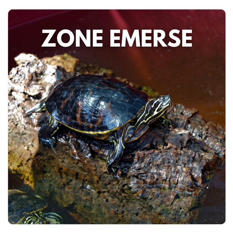 Zone emerse per acquario tartarughe