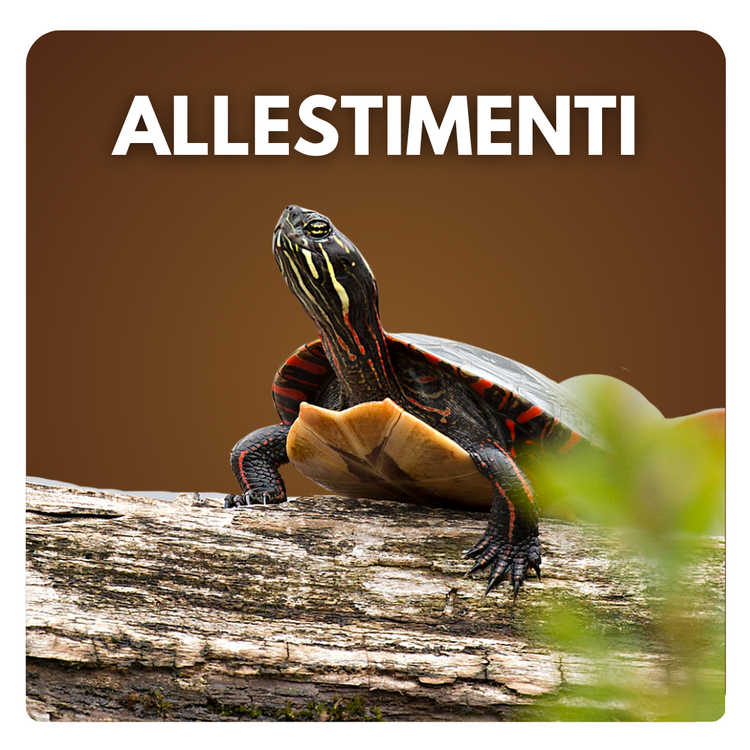 Allestimento acquari tartarughe d'acqua