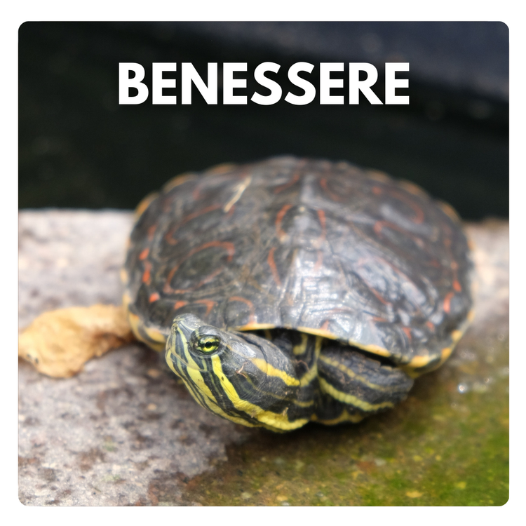 Cura e benessere delle tartarughe