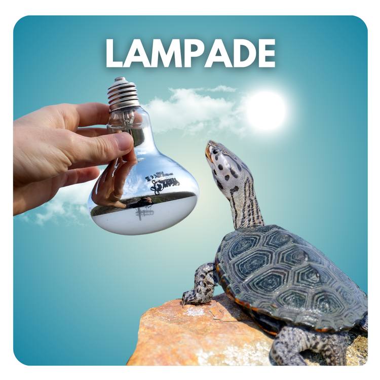 Lampade tartarughe d'acqua dolce