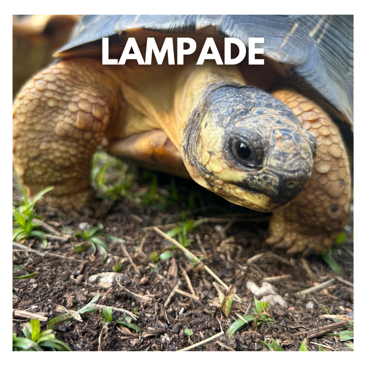 Lampade per tartarughe terrestri