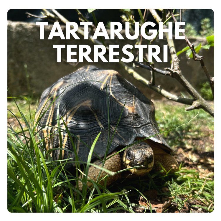 negozio tartarughe di terra