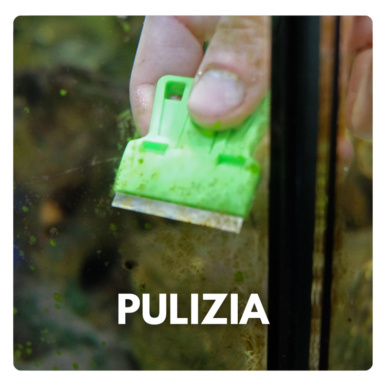 Pulizia acquari e laghetti tartarughe