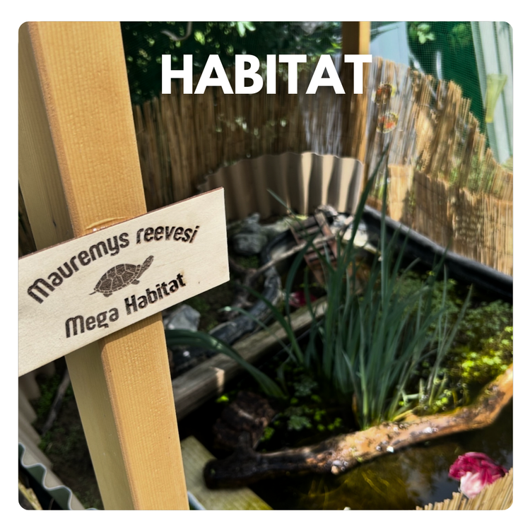 habitat per tartarughe acquatiche
