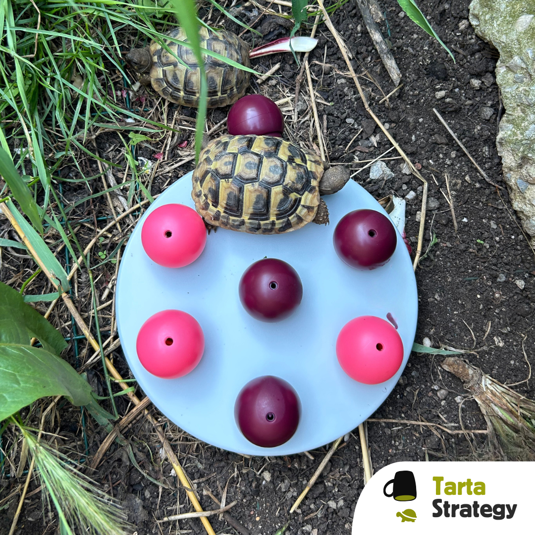 Balls strategy gioco di attivazione mentale per tartarughe