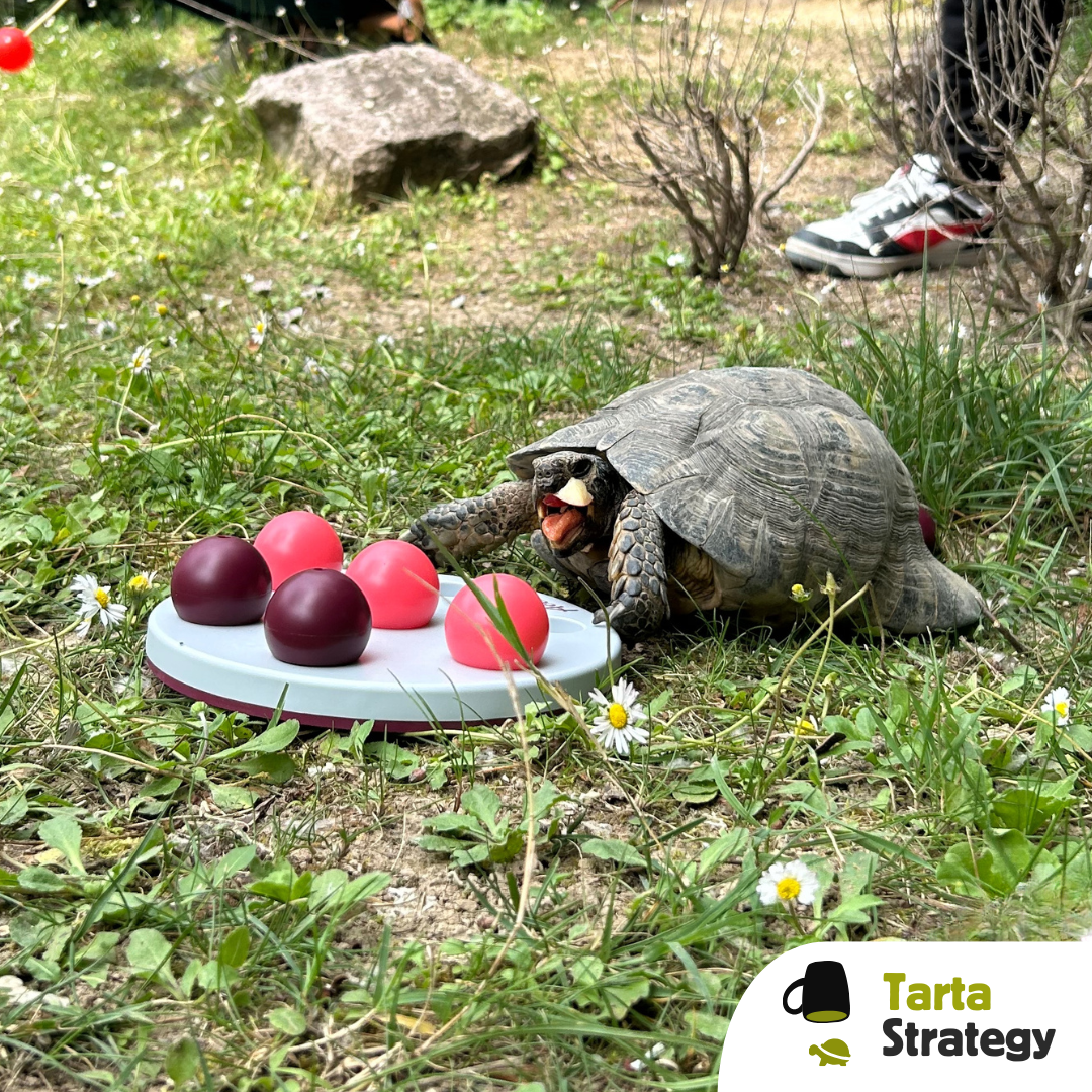 Balls strategy gioco di attivazione mentale per tartarughe