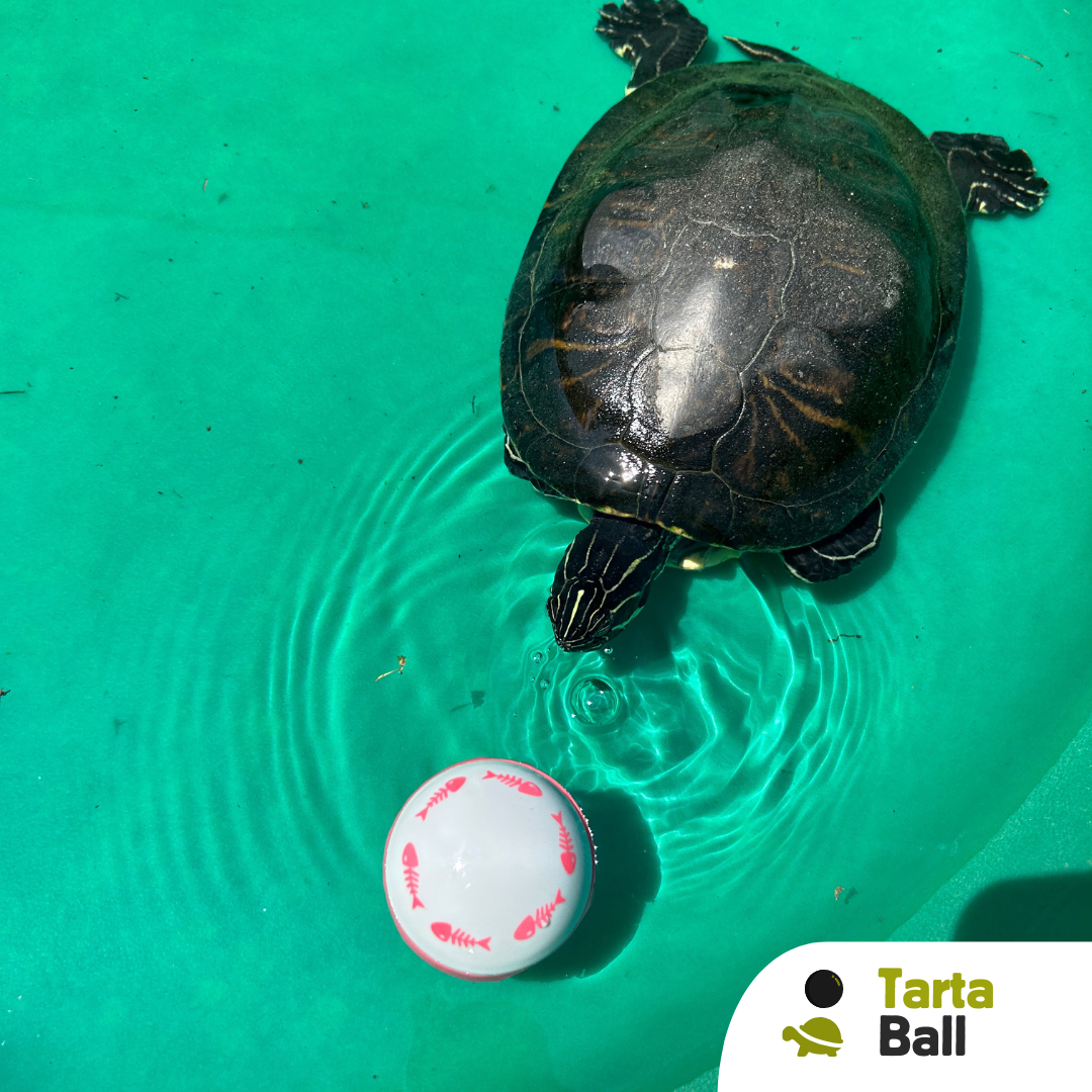 Brain ball gioco di attivazione mentale per tartarughe
