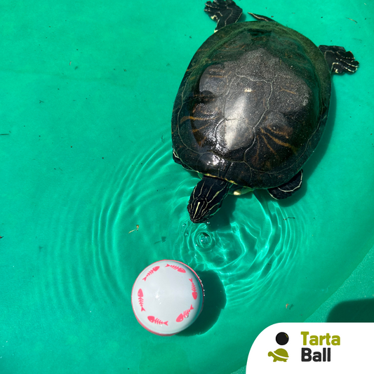 Brain ball gioco di attivazione mentale per tartarughe