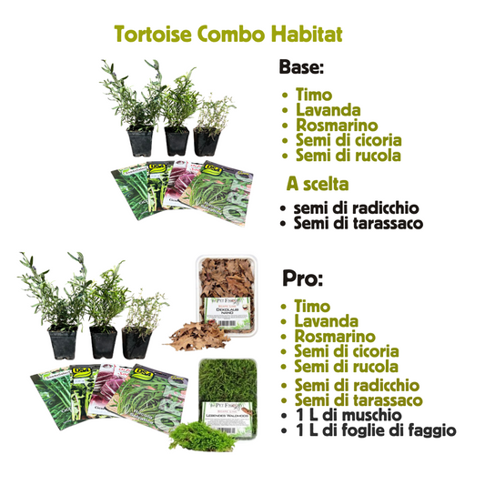 Combo habitat tartarughe terrestri piante aromatiche e semi