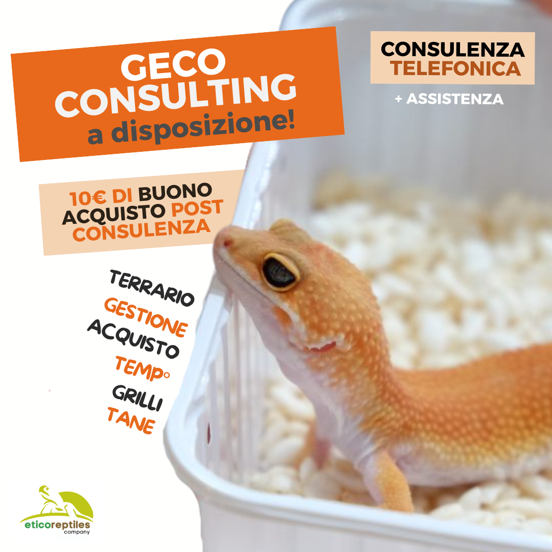 Consulenza Geco Leopardino
