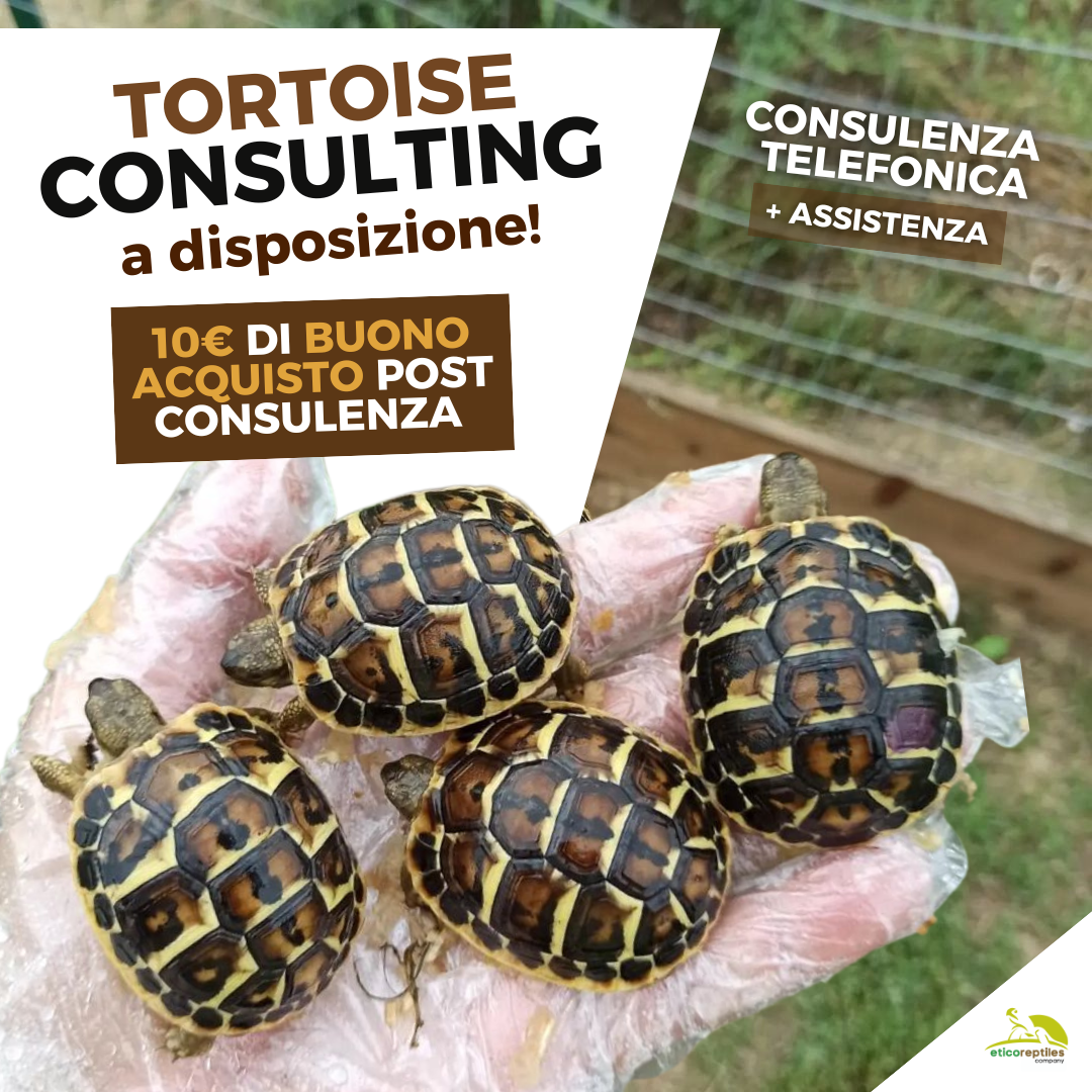Consulenza tartarughe di terra