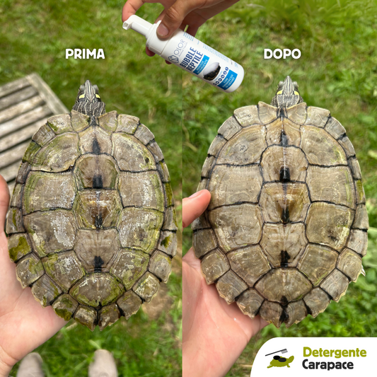 detergente carapace tartarughe pulizia
