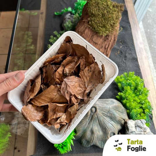 Foglie di faggio per allestimento acquari e terrari