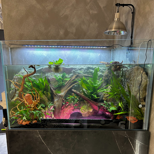 Anubias pianta vera per acquari con tartarughe