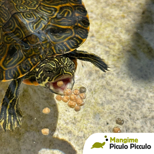 Pellet proteico per tartarughe d'acqua dolce