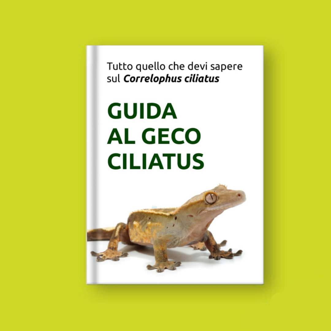 Manuale guida Correlophus ciliatus, geco ciliatus