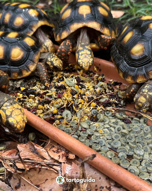 Mix di fiori premium per tartarughe terrestri mangime