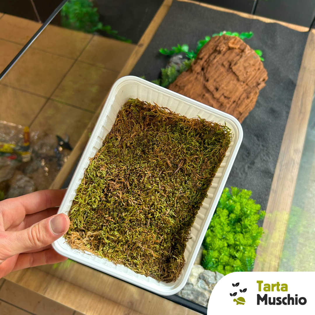 Muschio per allestimento acquari e terrari