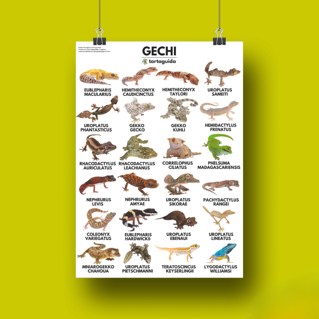 Poster gechi 50x70 cm