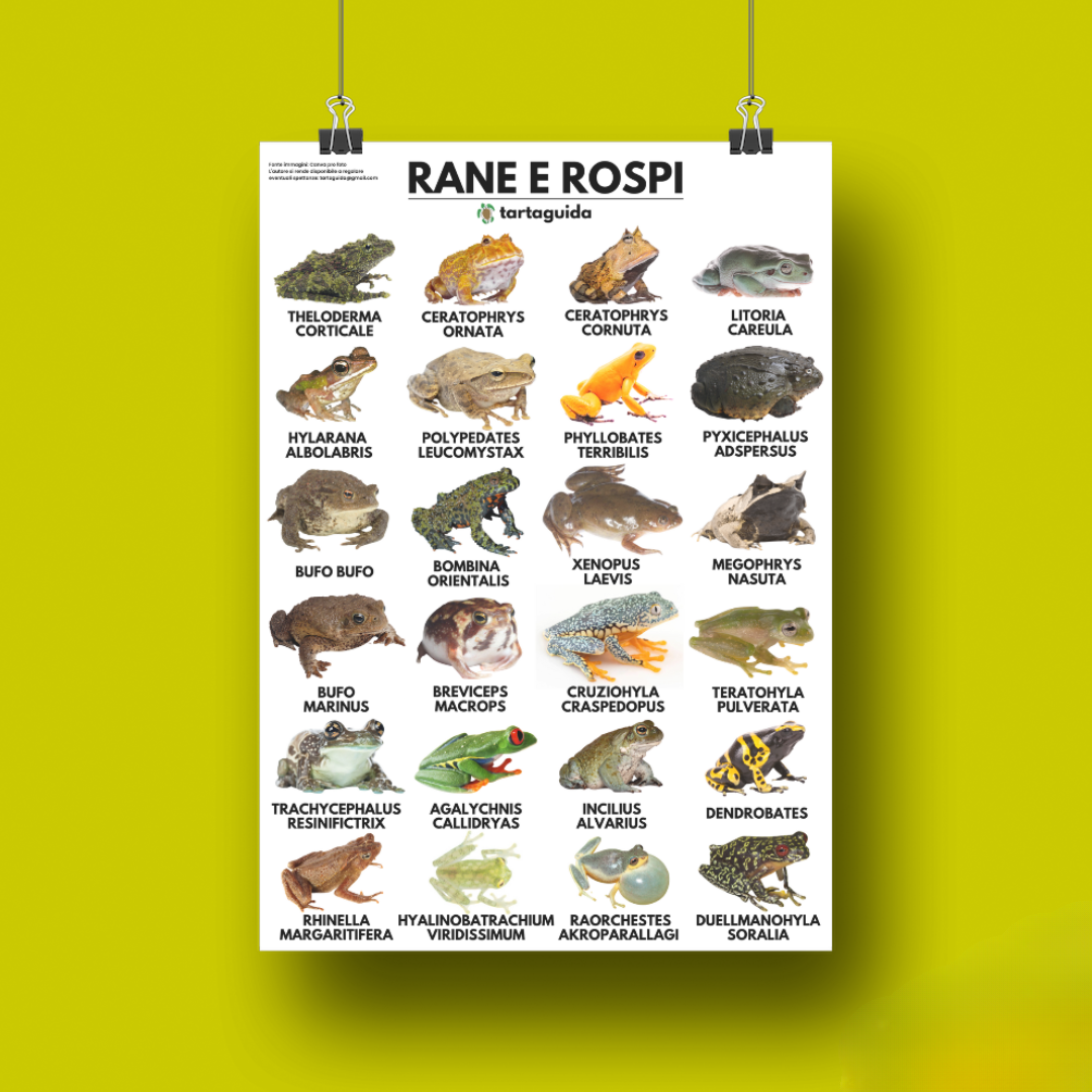 Poster rane e anuri 50x70 cm