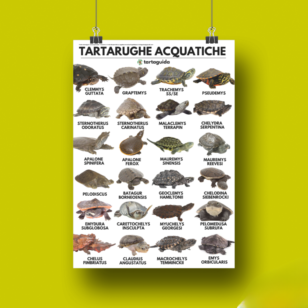 Poster tartarughe acquatiche 50x70