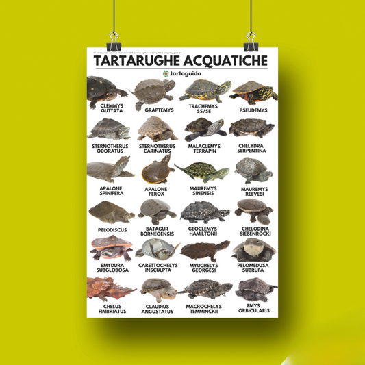 Poster tartarughe acquatiche 50x70