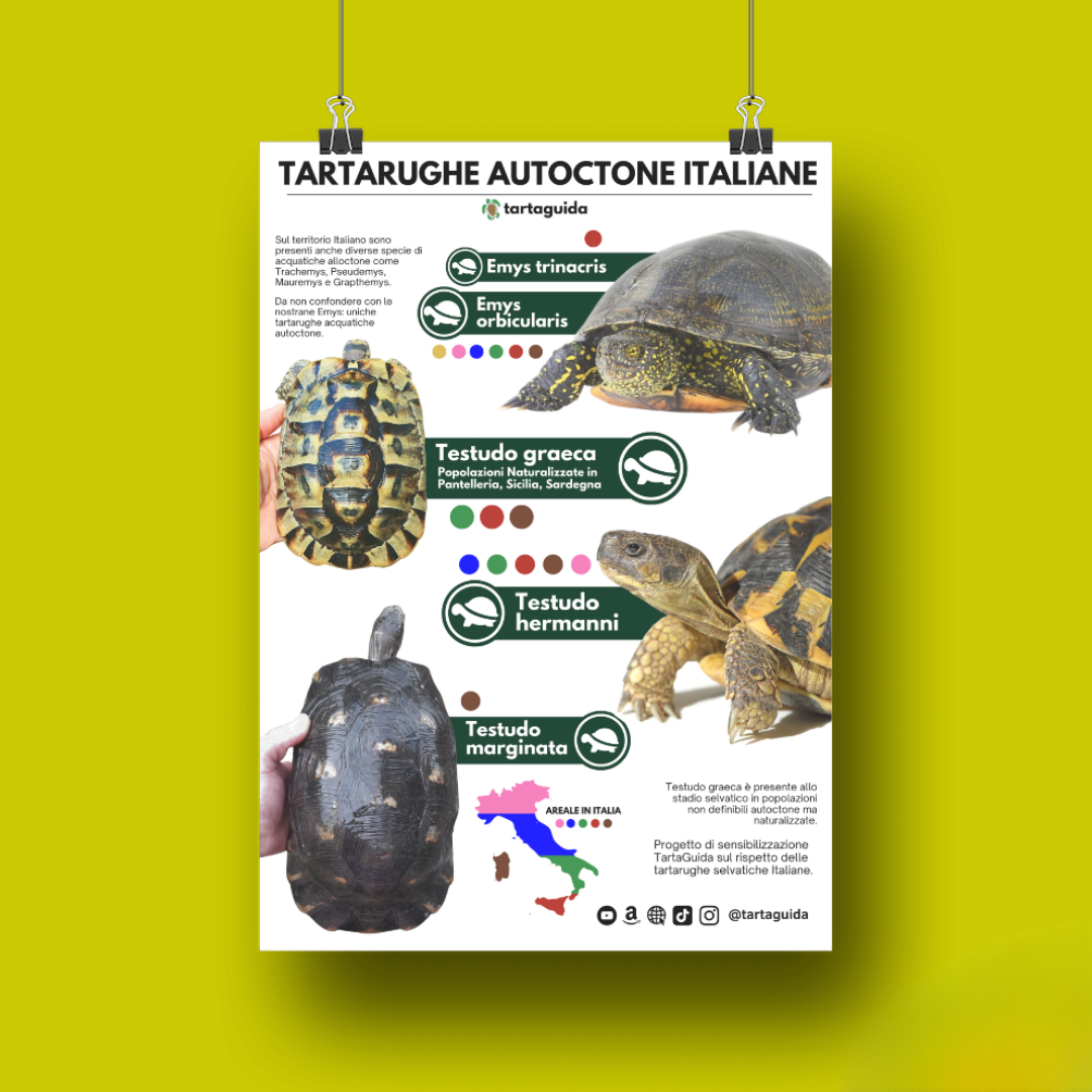 Poster tartarughe acquatiche e terrestri autoctone 50x70 cm