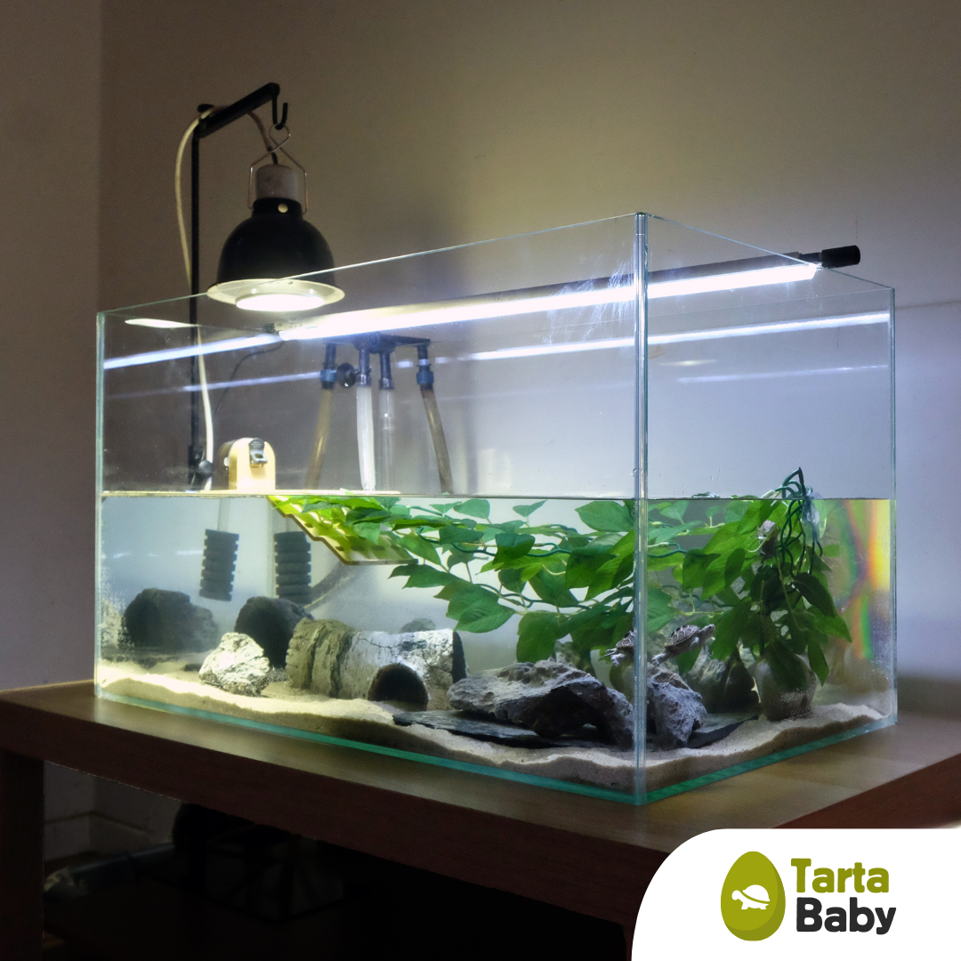 Vasca Per Tartarughe Acquatiche Con Coperchio Antifuga - Doppio Strato, Area Sole E Mangiatore - Foto 10