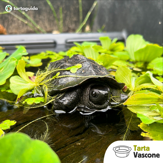 Turtle tub vasconi per tartarughe con zona emersa integrata
