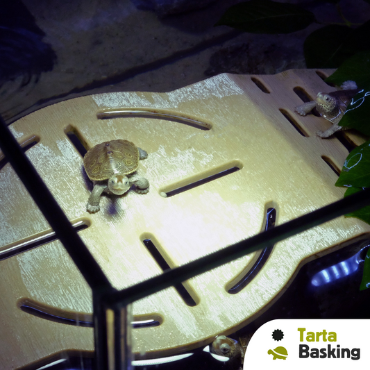 Zona emersa per tartarughe Tartabasking