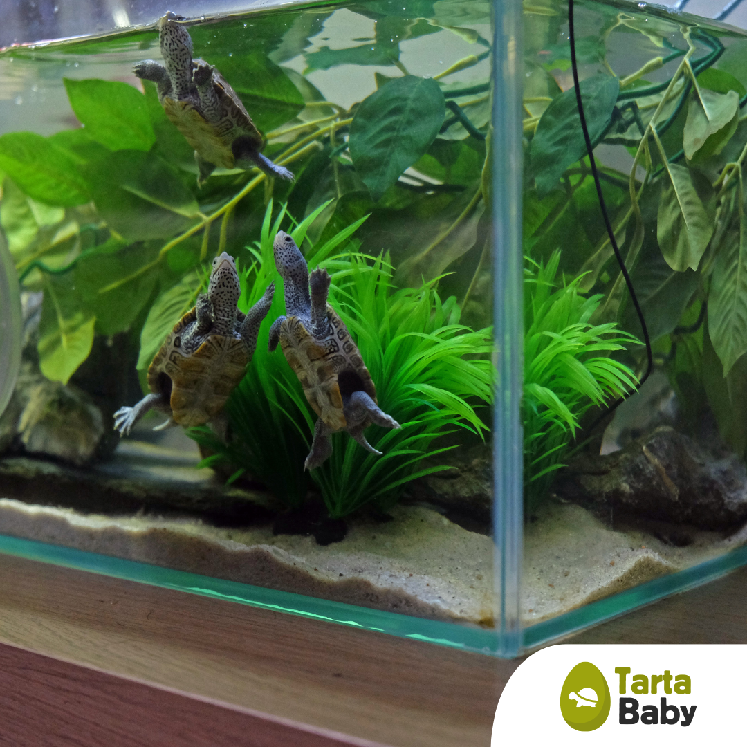 TartaBaby acquario per tartarughe 70x40x40 h cm