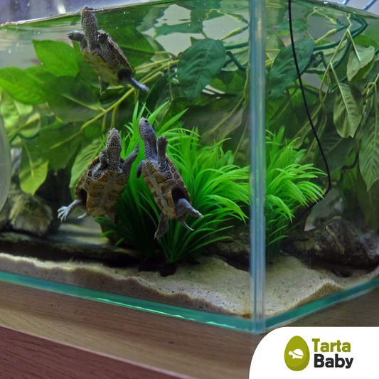 TartaBaby acquario per tartarughe 70x40x40 h cm