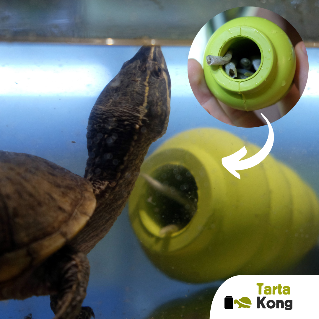 Jumper per rettili e animali esotici