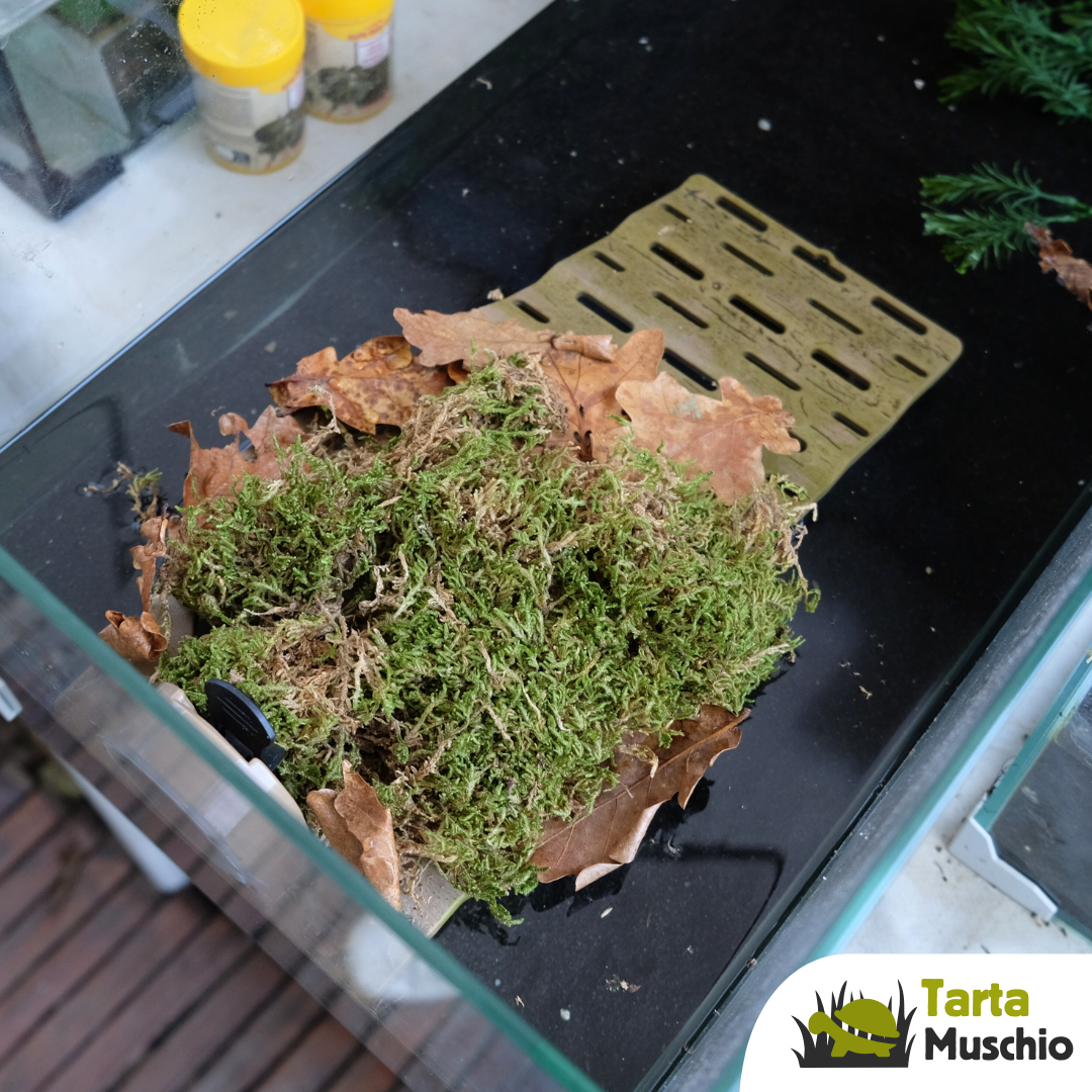 muschio per zona emersa tartarughe