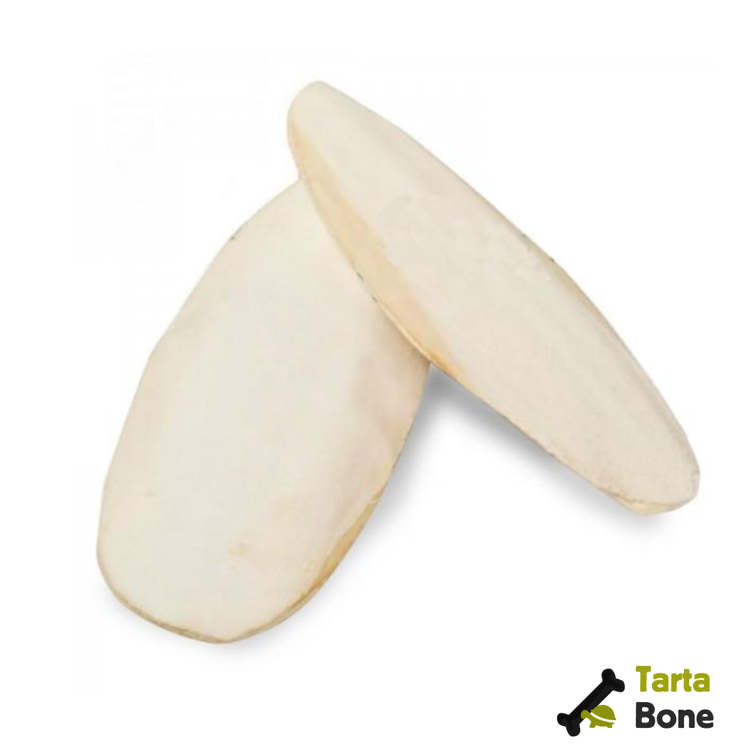Osso di seppia per tartarughe