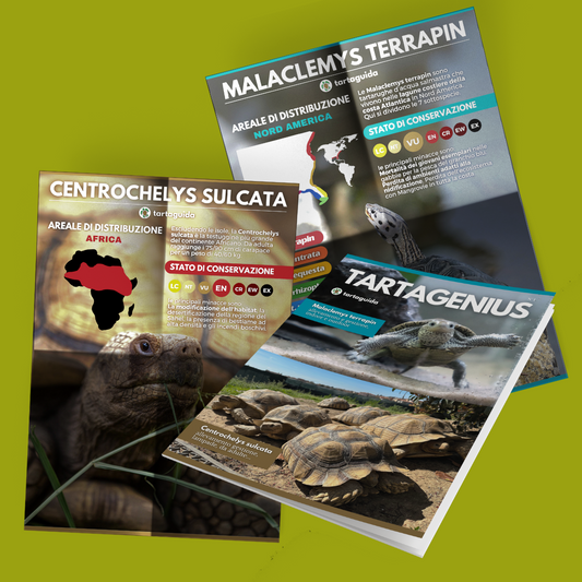 TartaGenius n°1, rivista tartarughe: Malaclemys terrapin e Centrochelys sulcata