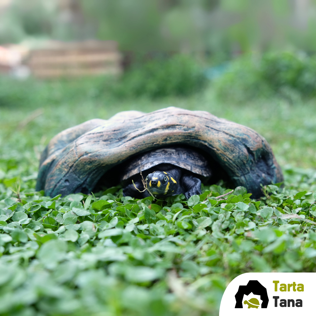 tana per tartarughe d'acqua dolce