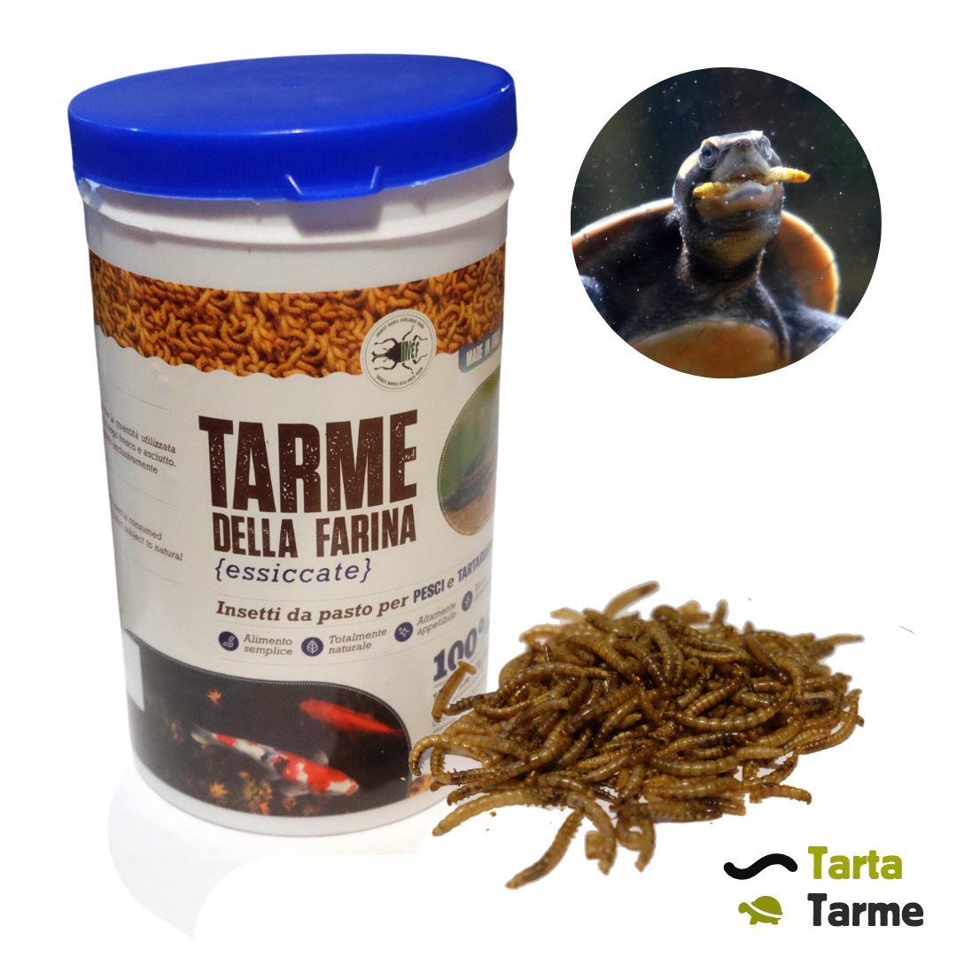 Tarme della farina essiccate per tartarughe