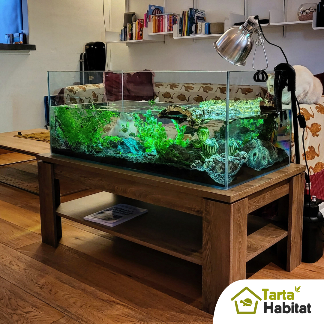 tarta habitat acquario per tartarughe d'acqua