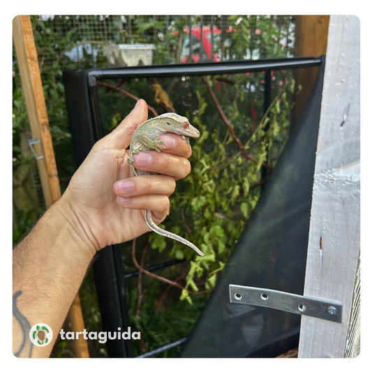 Correlophus ciliatus gestione outdoor