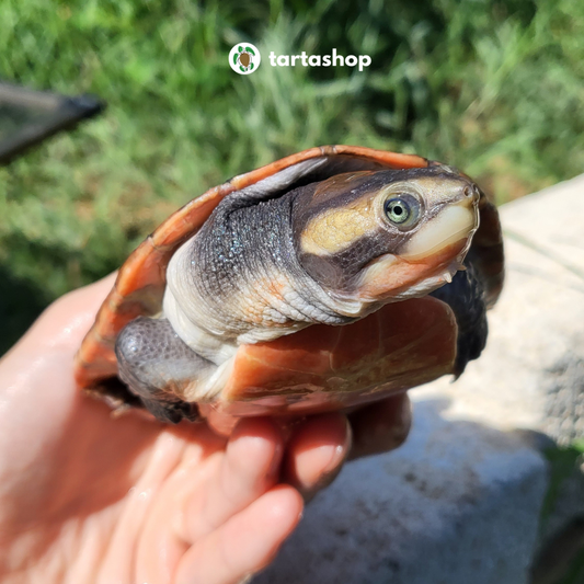 Emydura subglobosa allevamento