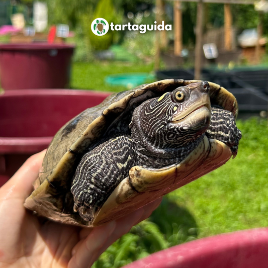 Graptemys pseudogeographica, khoni e ouachitensis - allevamento e gestione - TartaShop