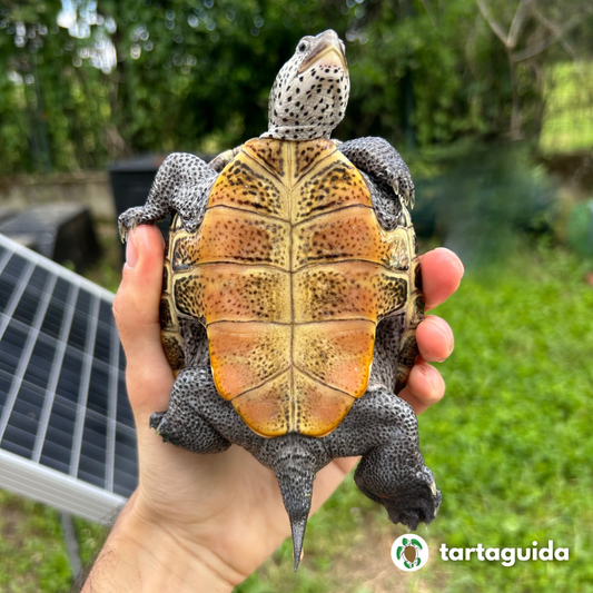 Malaclemys terrapin vendita