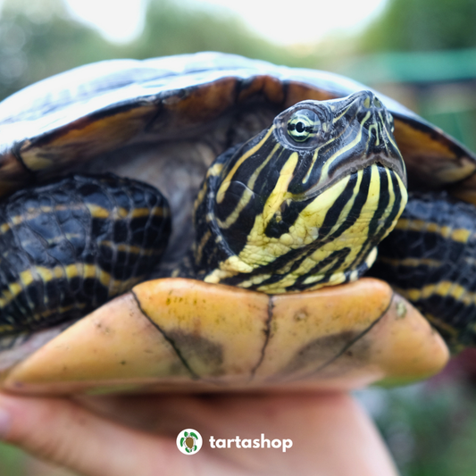 Pseudemys allevamento e gestione - TartaShop