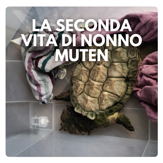 nonno muten tartaruga