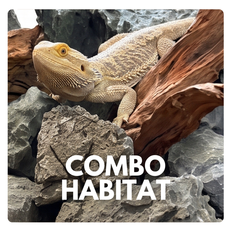 vendita allestimenti terrario pogona