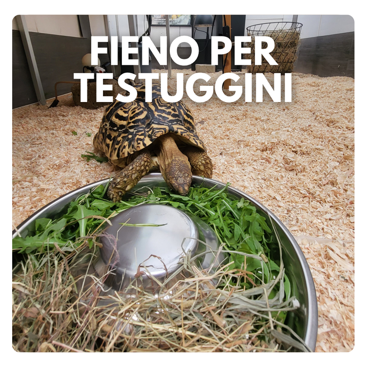 fieno per testuggini esotiche
